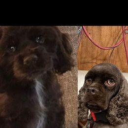 Cocker Spaniel All Grown Up from Livengood Cockers