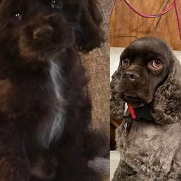 Cocker Spaniel All Grown Up from Livengood Cockers