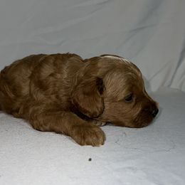 American Bulldog, Aussiedoodle, and Cavapoo Puppies from J&K Kennels