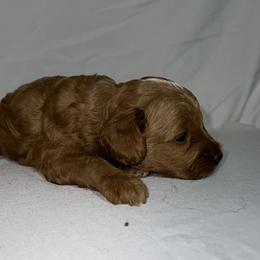 American Bulldog, Aussiedoodle, and Cavapoo Puppies from J&K Kennels