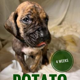 Potato - Brindle male Great Dane puppy in Columbus, Ohio from Von Schaaf Haus DuPree