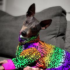 Extra - American Hairless Terrier
