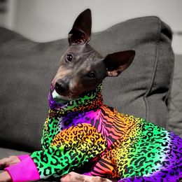Extra - American Hairless Terrier