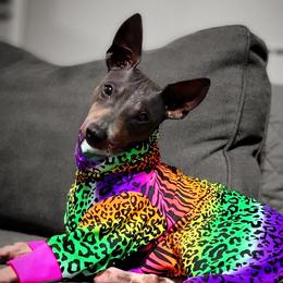 Extra - American Hairless Terrier