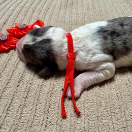 Candy corn - Merle male Golden Aussiedoodle puppy in Lakeland, Florida from Poodles Doodles Standard and Mini LLC
