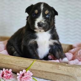 Russell - Black tri-color male Australian Shepherd puppy in Mountain Grove, Missouri from K Bar H Farms