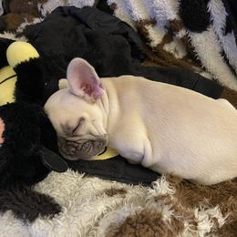 French Bulldog Puppies from Orderofthebulldogs, LLC