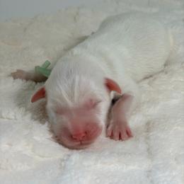 Cheer - White female Great Pyrenees puppy in San Marcos, California from Faith Family Freedom Farm