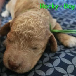 Rocky - Red male Labradoodle puppy in Phelan, California from Family Doodles