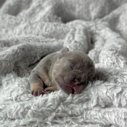 Girl 2 - Tricolors female French Bulldog puppy in Scobey, Montana from Hi-Line Frenchies