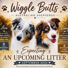 Australian Shepherd puppies from Wiggle Butt's