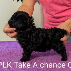 CiCi - Russian Tsvetnaya Bolonka