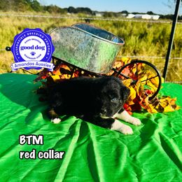 BTM red collar - Black tri-color male Australian Shepherd puppy in Greenville, Texas from Amandas Aussies