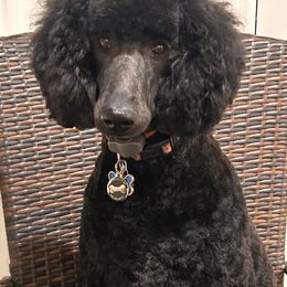 Jack - Poodle