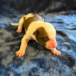 Ember - Sable female Border Collie puppy in Oroville, California from Coalcyn Kennels