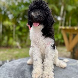 Bebe - Parti female Goldendoodle puppy in Palm Beach, Florida from Cuddly Doodles