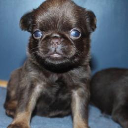 Choc Tan girl - Brown female Brussels Griffon puppy in Huntsville, Alabama from Tammy's Brussels