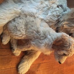 Goldendoodle and Poodle Puppies from 406 Poodles and Doodles