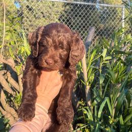 Pot of Gold - Chocolate male Goldendoodle puppy in Stockton, California from Port City Doodles