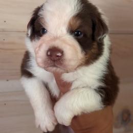 Twister - Red tri-color male Australian Shepherd puppy in Morrow, Ohio from OakHaven Acres Aussies