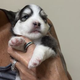 Samson - Tri-color male Pomsky puppy in Fort Myers, Florida from Bluepomski Puppies & Stud Services Of South West Florida