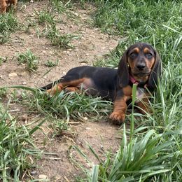 Basset Hound Puppies from Hoosier Basset Hounds