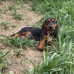 Basset Hound Puppies from Hoosier Basset Hounds