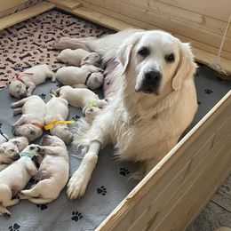 Golden Retriever and Jack Russell Terrier Puppies from Shelby Burleson's Golden Retrievers and Jack Russell Terriers