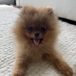 Pomeranian Puppies from Halo Poms