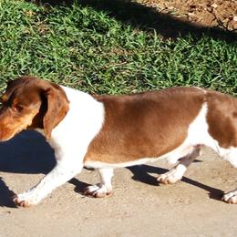 Bronze - Dachshund