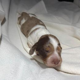 Fitz - Dapple male Dachshund puppy in Hazlehurst, Georgia from DrakeFire Dachshunds