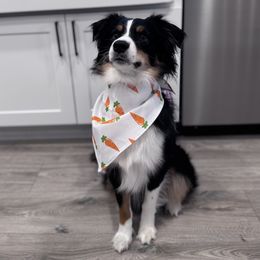 Odie - Miniature Australian Shepherd