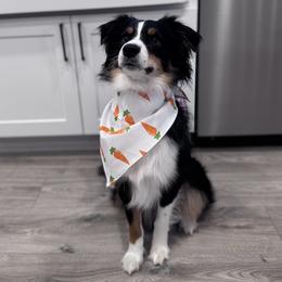 Odie - Miniature Australian Shepherd