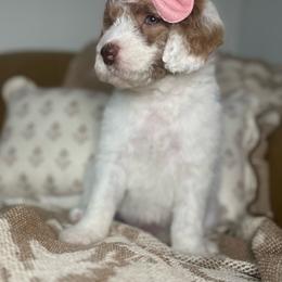 Priscilla - Cream female Assorted Doodle Crosses puppy in West Monroe, Louisiana from Southern Haven Doodles