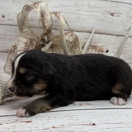 BTM - Black tri male Toy Australian Shepherd puppy in Lindale, Texas from Circle JTS Ranch