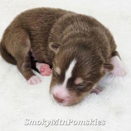 Aramis - Chocolate male Pomsky puppy in Christiana, Tennessee from Smoky Mountain Pomskies