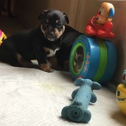 Teddy Roosevelt Terrier Puppies from Mud-E Acres Kennel