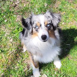 Nickie - Miniature Australian Shepherd