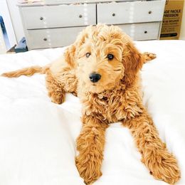 Goldendoodle Puppies from Hobble Creek Farms