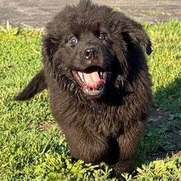 Jolly - Black male Newfoundland puppy in Saukville, Wisconsin from Crossroads Canines ~ Newfoundland Dogs