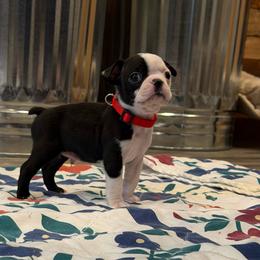 Male 1 - Black and white male Boston Terrier puppy in Conyers, Georgia from Dixe Hill Dogs