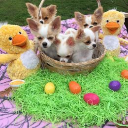 Chihuahua Puppies from Hidden Valley