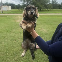Dachshund All Grown Up from CBL Doxies