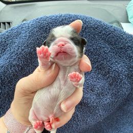 Girl 1 - Red and white female Shih Tzu puppy in Berkeley Springs, West Virginia from Sandridge Shih Tzus