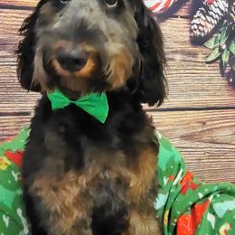 Bernedoodles from Carolina Ocando