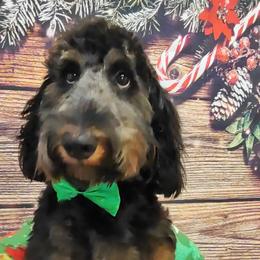 Bernedoodles from Carolina Ocando