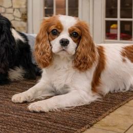 Rosie - Cavalier King Charles Spaniel