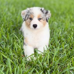 Granite - Blue merle male Australian Shepherd puppy in Crosby, Texas from Monarch Australian Shepherds