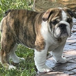 Bulldog Puppies from Waltman's Bulldog's