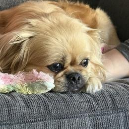 Farrah - Pekingese